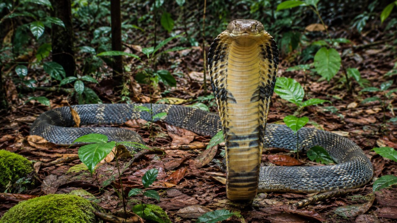 Capuz aberto e veneno em grande volume tornam a cobra-real tão temida
