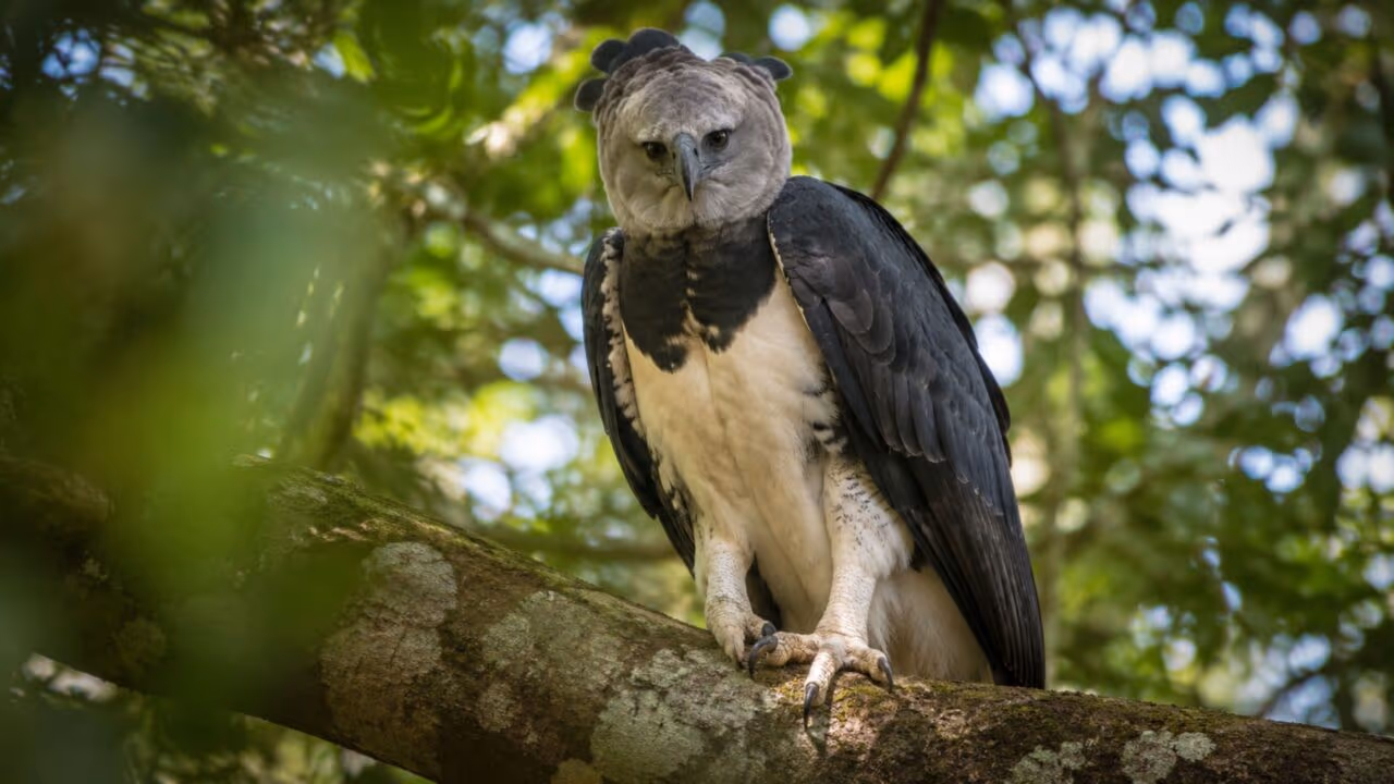 O animal que enxerga até 8 vezes melhor que um humano e usa essa vantagem para caçar presas escondidas nas árvores