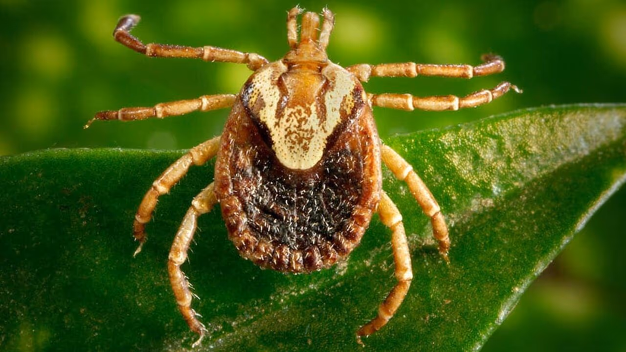SP tem 18 mortes por febre maculosa em 2026