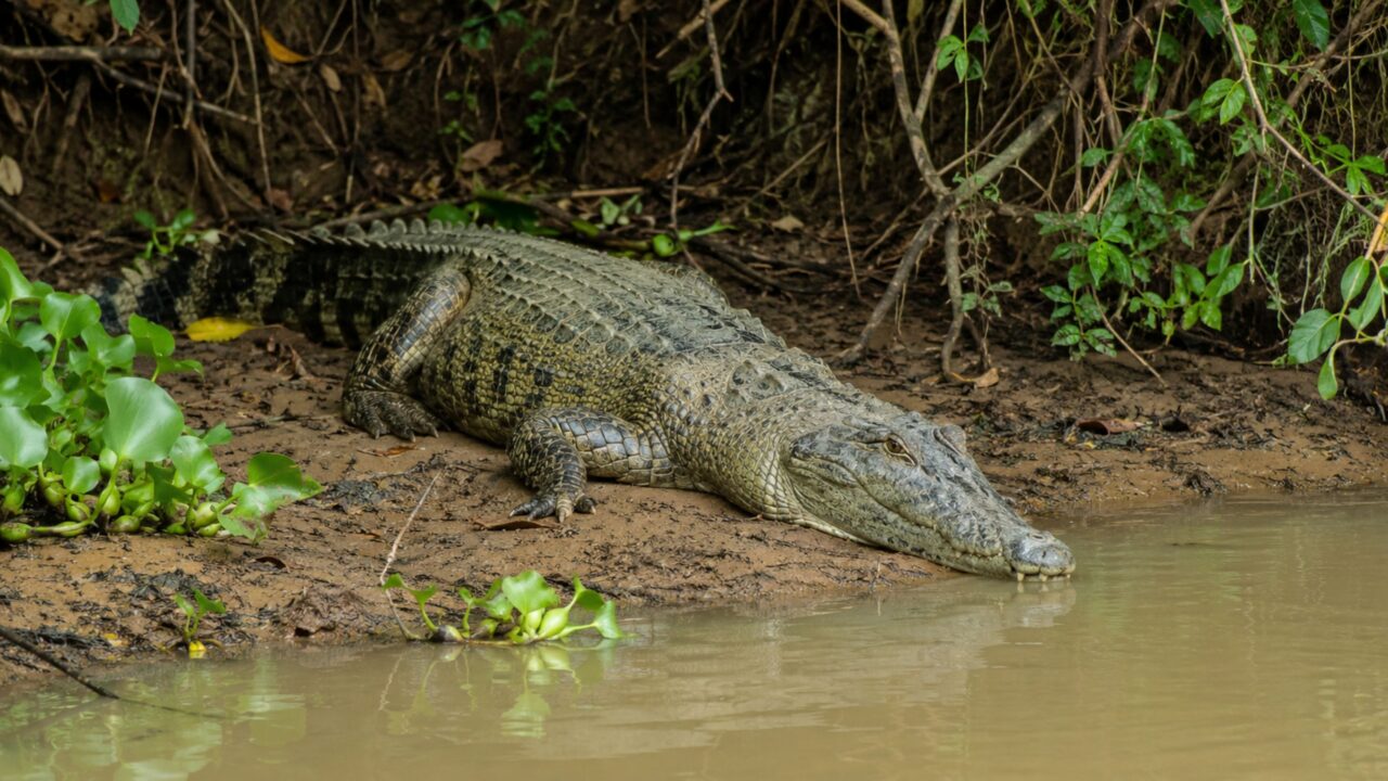 Metabolismo lento ajuda o crocodilo a resistir sem comer