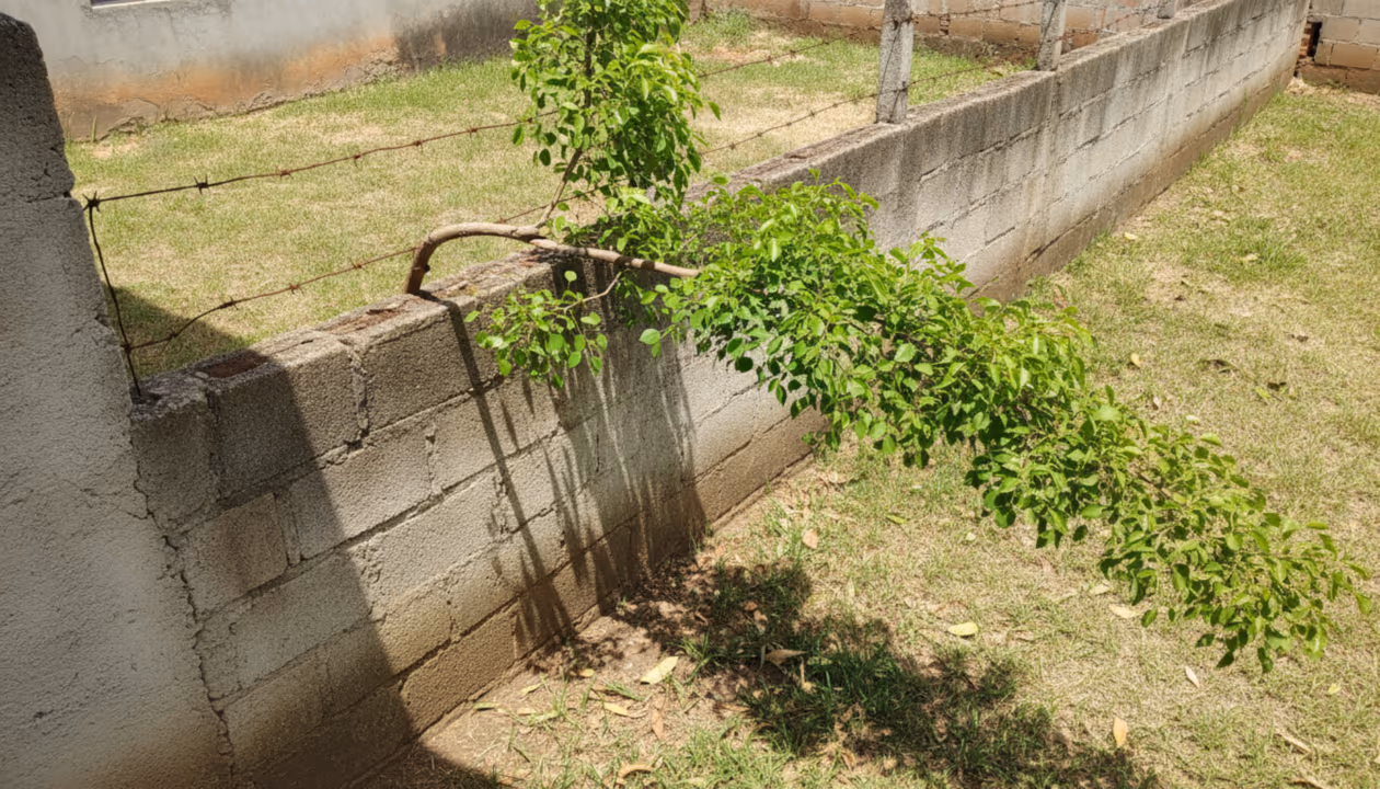 Árvore do vizinho invadindo seu quintal: o que o Código Civil permite cortar