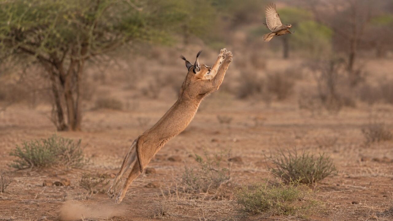 O salto rápido que transforma o caracal em caçador de elite