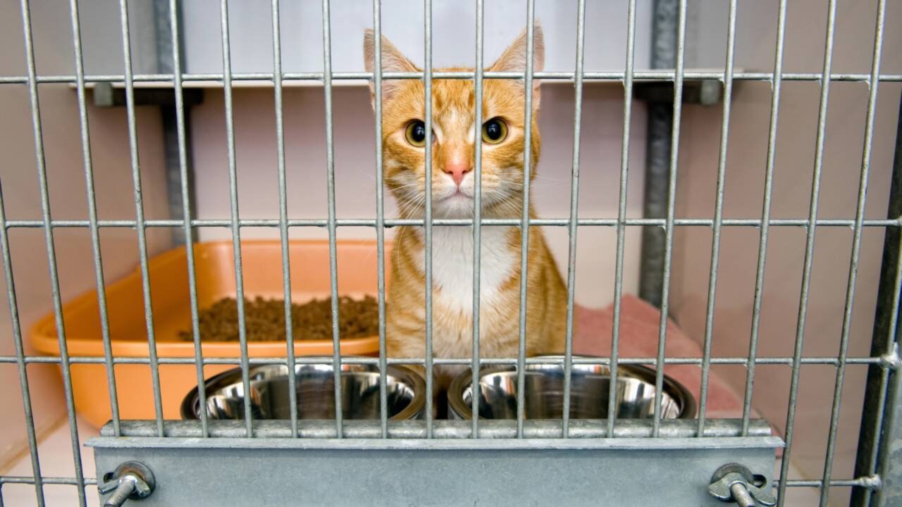 8 coisas que os abrigos de animais desejam que mais pessoas doem