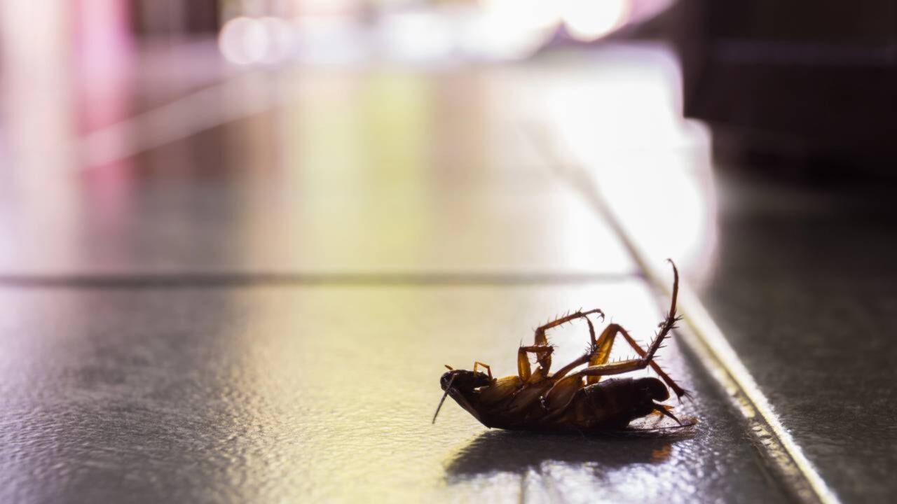 Adeus às baratas em casa: Os truques que ajudam a afastá-las sem recorrer a veneno