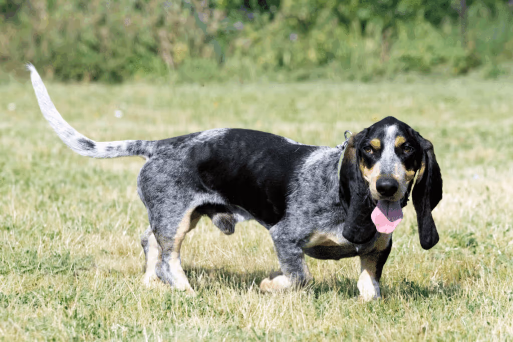 Basset azul da Gasconha: conheça as características do cachorro dessa raça