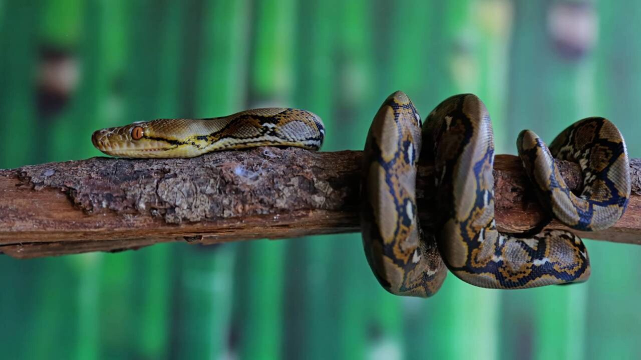 Caçadora mira bicampeonato de captura de pítons de olho em prêmio de R$ 51 mil; procura por cobras levam até 10 horas por dia