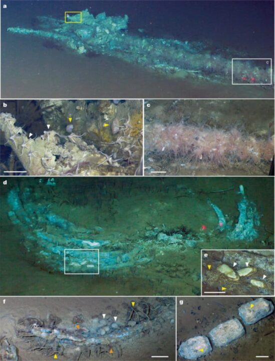 Cemitério com centenas de carcaças baleias com até 5 milhões de anos é encontrado a uma profundidade de 7.000 metros no Oceano Índico
