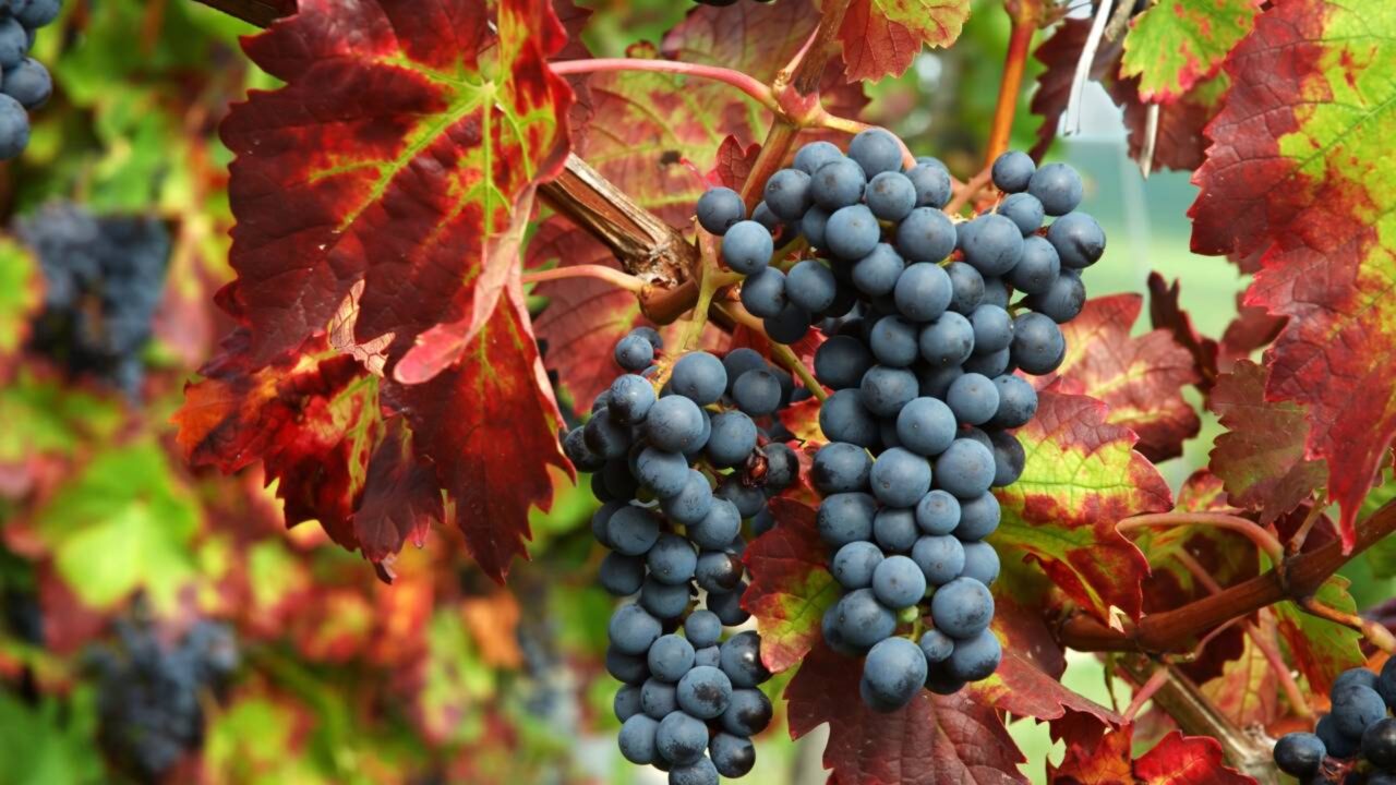 Esse homem deixou o emprego para se tornar empreendedor aos 58 anos: agora ele tem um vinhedo de 17 hectares na Patagônia e exporta seus vinhos
