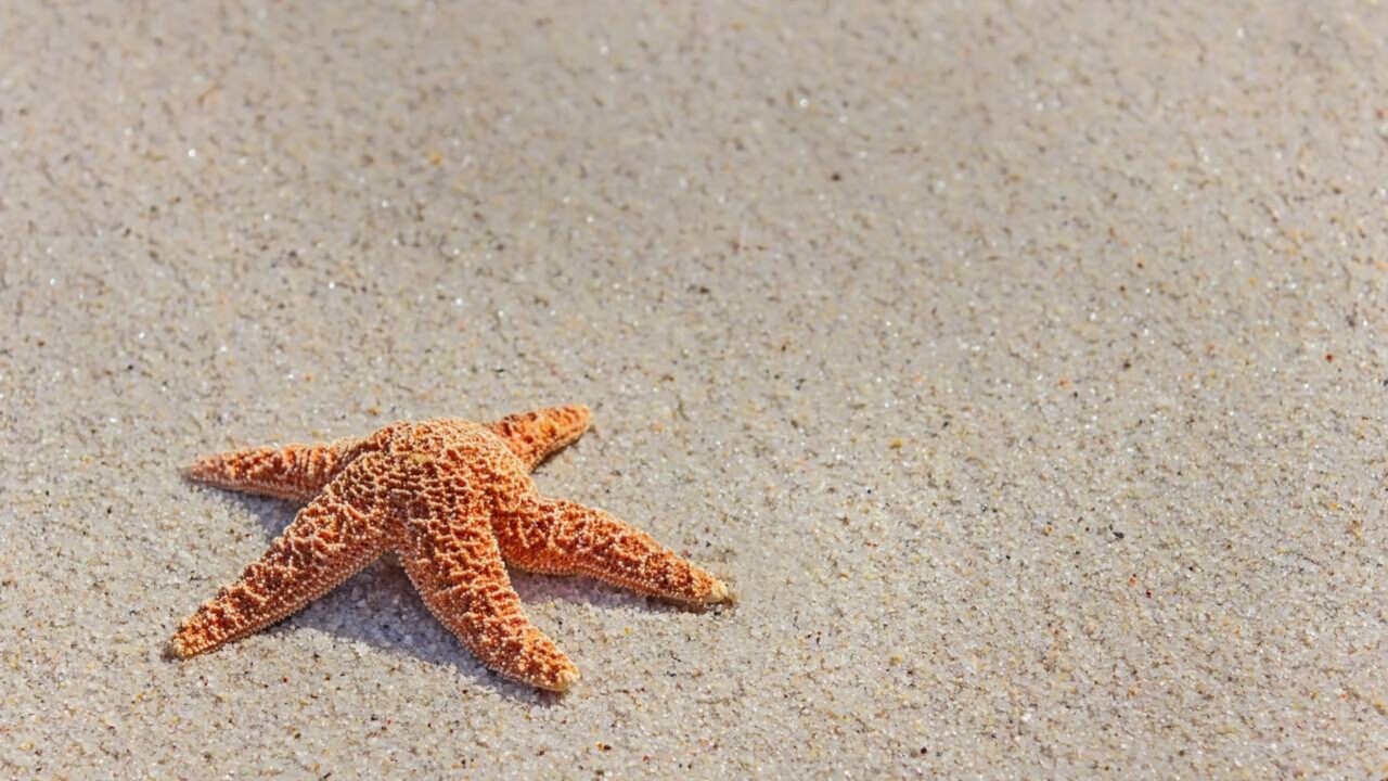 Estrela do Mar do Pacifico Norte - Asterias amurensis