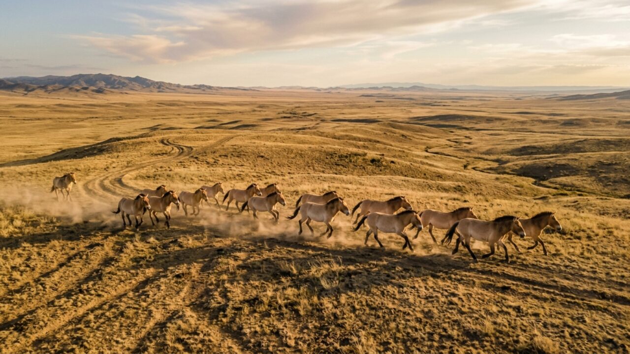 Últimos cavalos realmente selvagens voltam ao país depois de terem sido declarados extintos na natureza