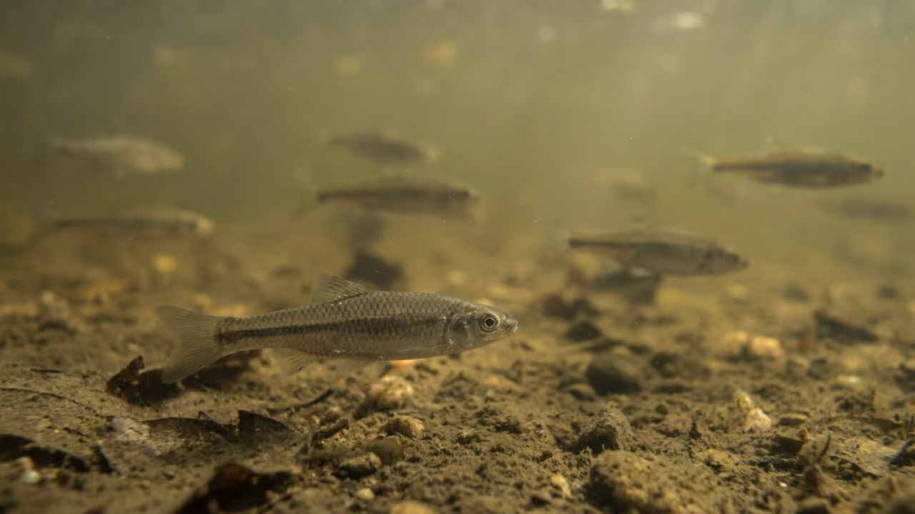 Esvaziamento de barragem para eliminar peixe-chinês causa temor de avanço da espécie por um rio famoso