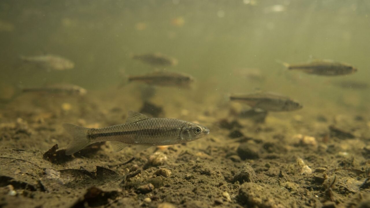 Esvaziamento de barragem para eliminar peixe-chinês causa temor de avanço da espécie por um rio famoso