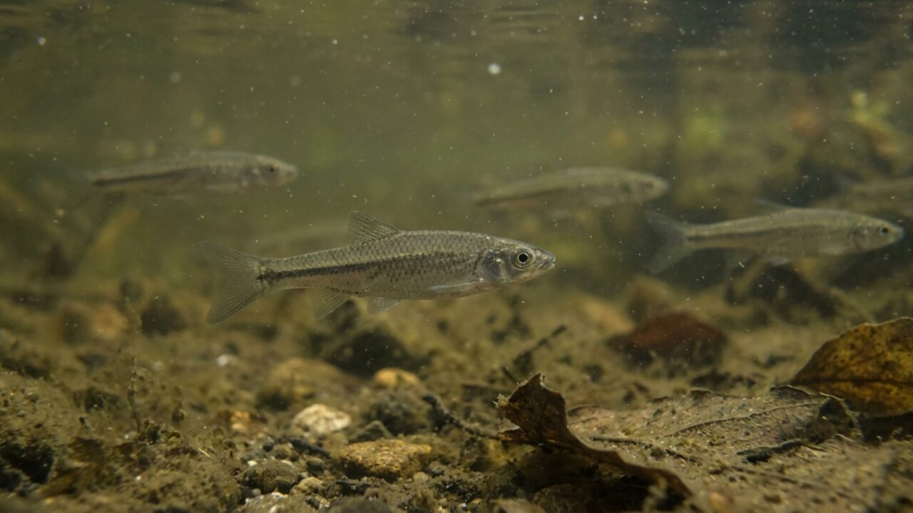 Esvaziamento de barragem para eliminar peixe-chinês causa temor de avanço da espécie por um rio famoso