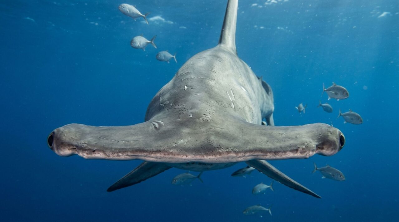 O motivo bizarro da cabeça do tubarão-martelo que permite vigiar quase todo o oceano ao mesmo tempo