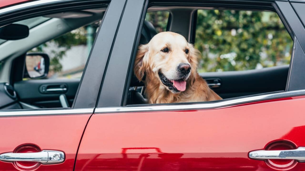 Lei de Bem-Estar Animal agora proíbe a permanência de cães e gatos “em veículos”