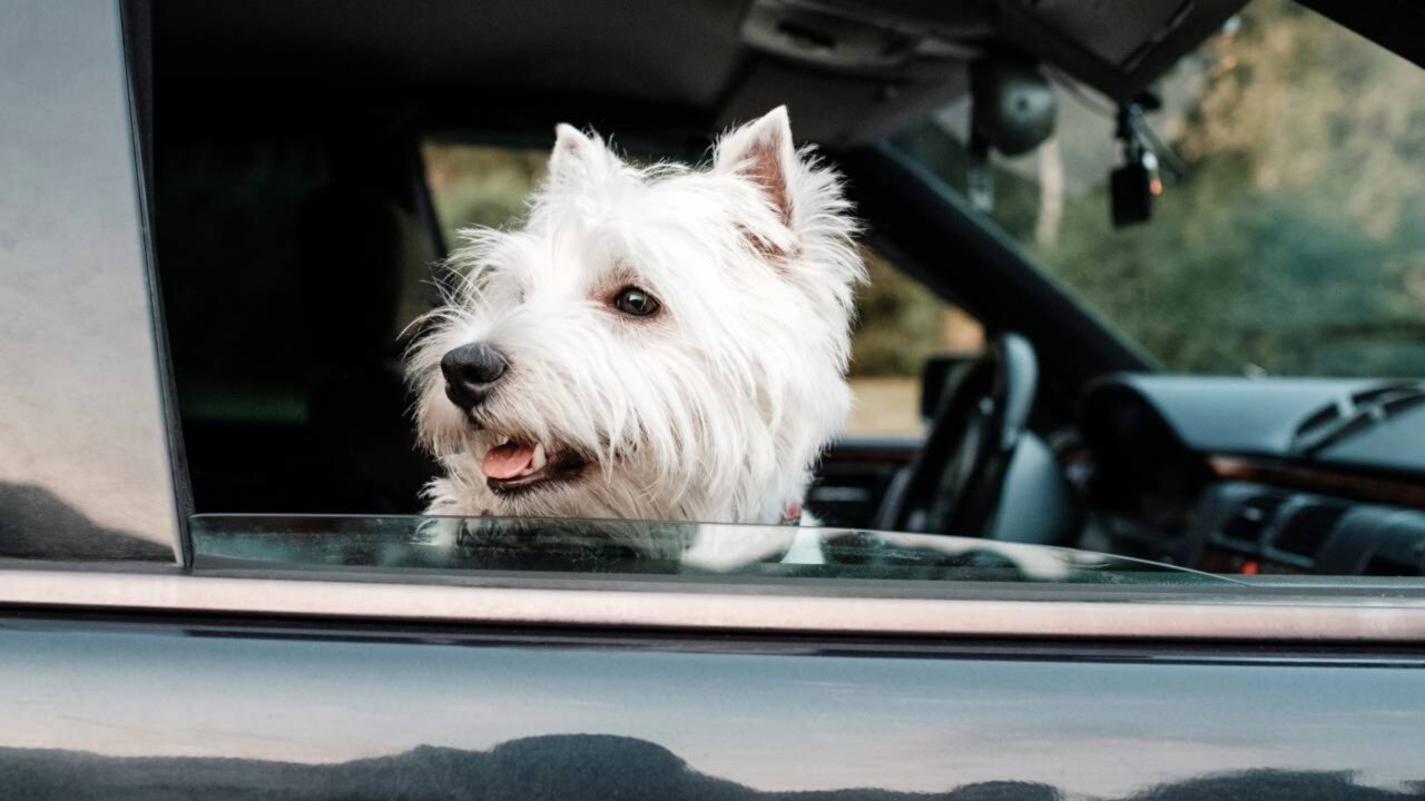 Lei de Bem-Estar Animal agora proíbe a permanência de cães e gatos em veículos