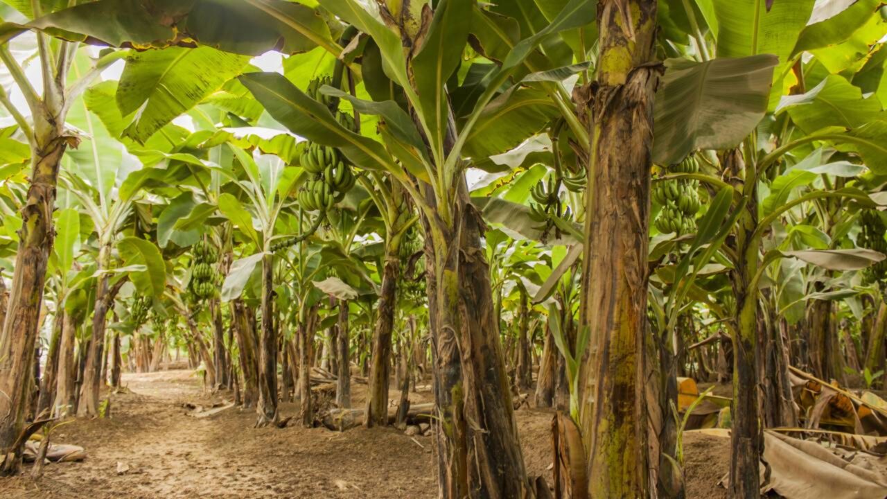 País desafia as leis agrárias e transforma toneladas de troncos de bananeiras em roupas, bandejas de papel e frutas