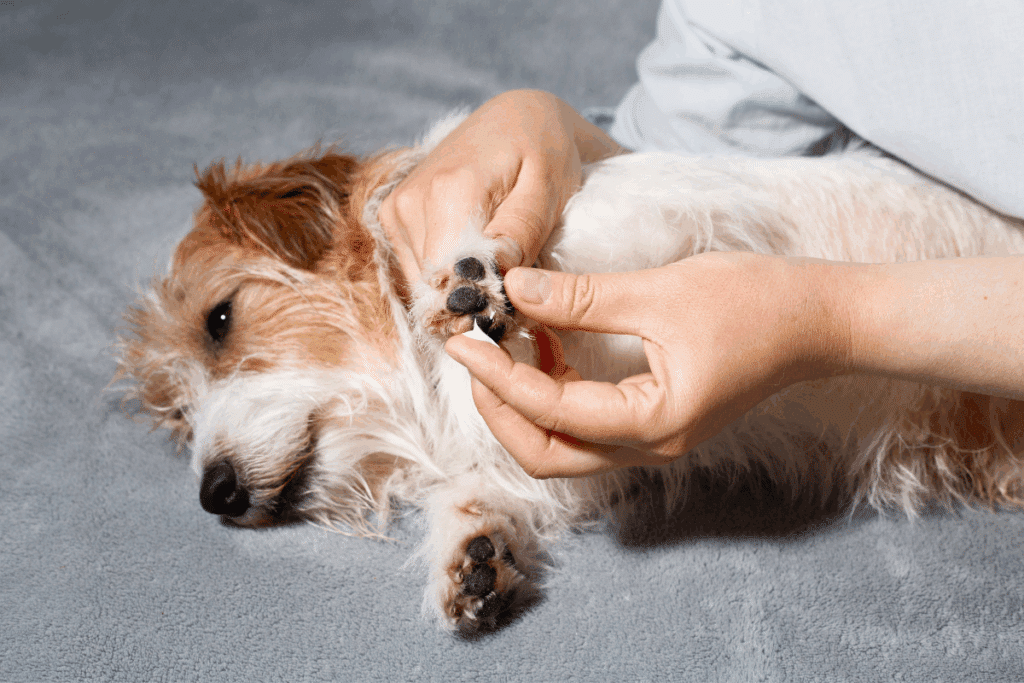 Almofadinhas ressecadas: veja como evitar e tratar esse problema nas patas dos pets