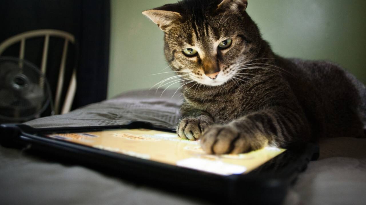 Por que gatos deitam no computador Veterinários revelam que não é só por causa do calor