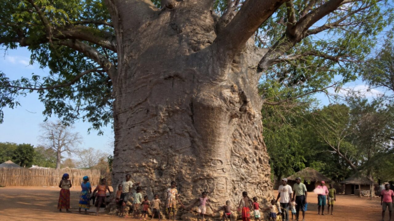 Poucas pessoas sabem, mas existe uma árvore de 2 mil anos na África do Sul que “ruge” quando o vento sopra entre os galhos e armazena até 4.500 litros de água no próprio tronco, virando fonte de vida da comunidade