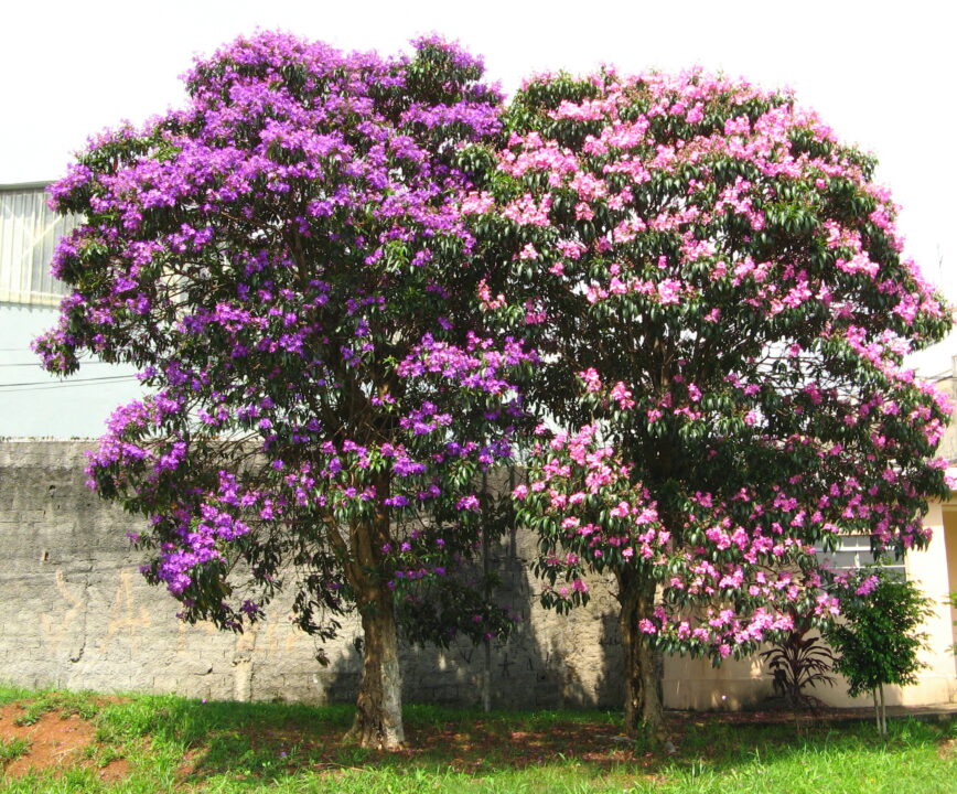 Quaresmeira: a árvore que cobre o jardim de flores roxas e atrai pássaros sem levantar o piso