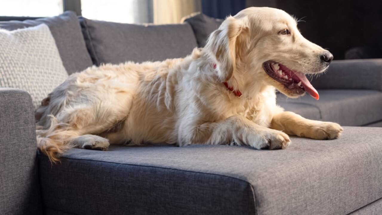 Quem tem cachorro em casa deve conhecer a regra que pode resultar em multa de até R$ 3 mil e até a retirada do animal