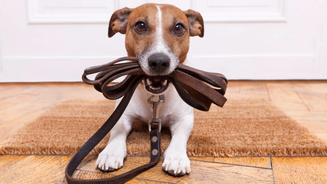 Quem tem cachorro em casa deve conhecer a regra que pode resultar em multa de até R$ 3 mil e até a retirada do animal
