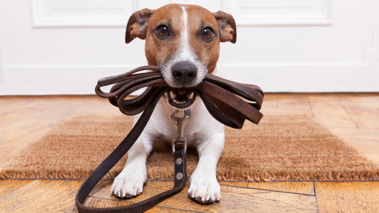 Quem tem cachorro em casa deve conhecer a regra que pode resultar em multa de até R$ 3 mil e até a retirada do animal