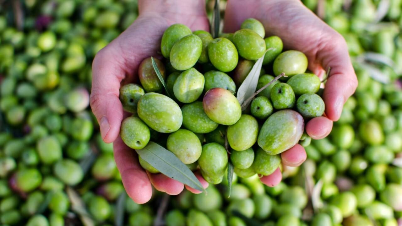 Ruas estão sendo feitas com azeitonas A iniciativa verde para reduzir emissões e aproveitar o lixo agrícola