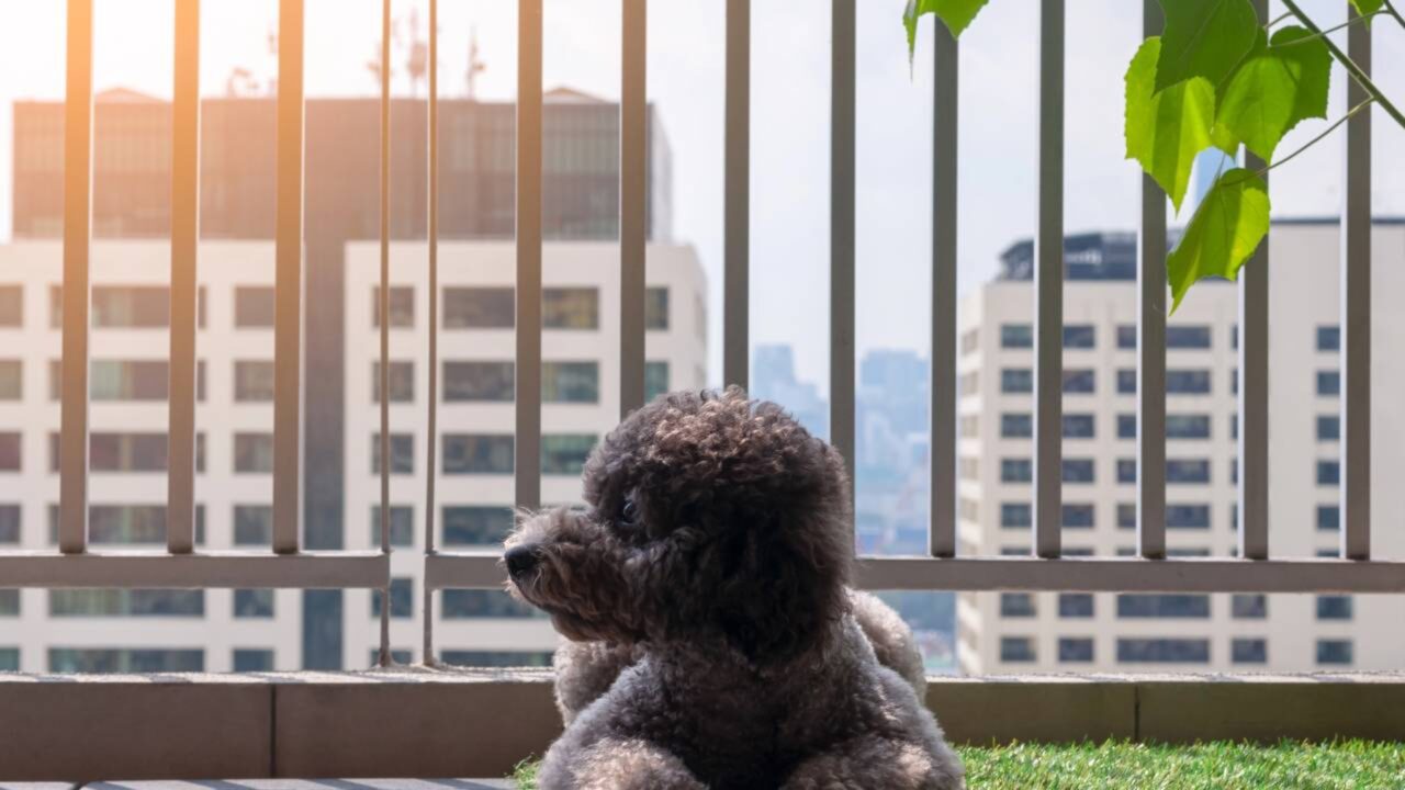 STJ decide sobre circulação e permanência de animais de estimação na áreas comuns de condomínios