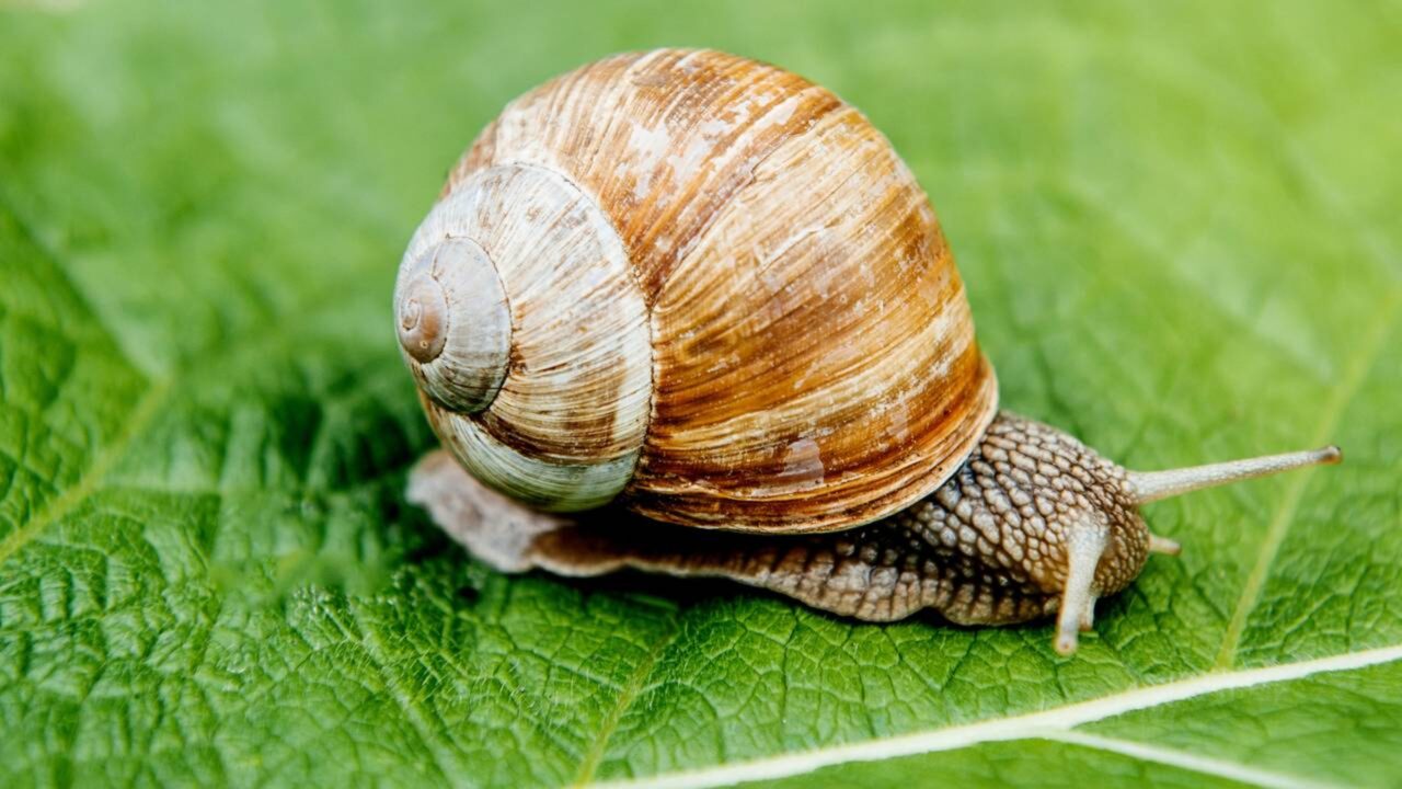 Se você vê um caracol circulando sua casa ou jardim, explicamos o que isso significa e por que é bom