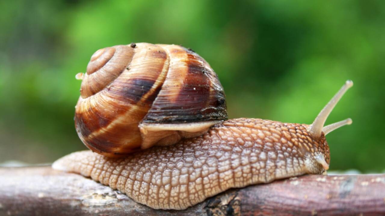 Se você vê um caracol rondando sua casa ou jardim, explicamos o que isso significa e por que isso é bom