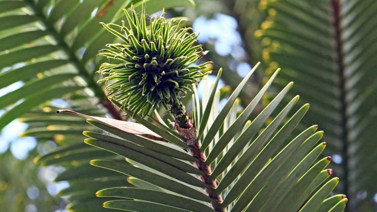 Pesquisadores encontraram uma árvore praticamente idêntica a fósseis da era dos dinossauros, e o local onde ela cresce continua protegido por razões de conservação