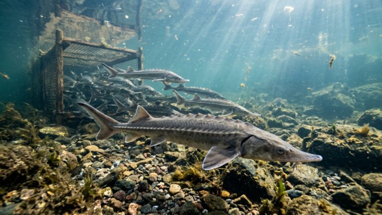 Peixe desaparecido há mais de 120 anos volta ao maior rio do país com os primeiros 100 indivíduos de uma operação histórica