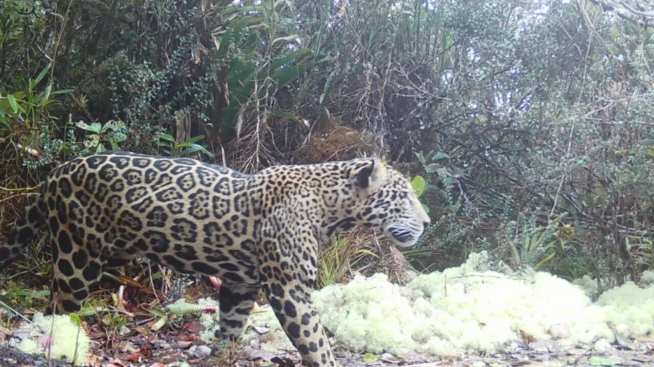 Zoólogos celebram um aparição histórica a primeira aparição do mítico 'jaguar das nuvens' em 10 anos