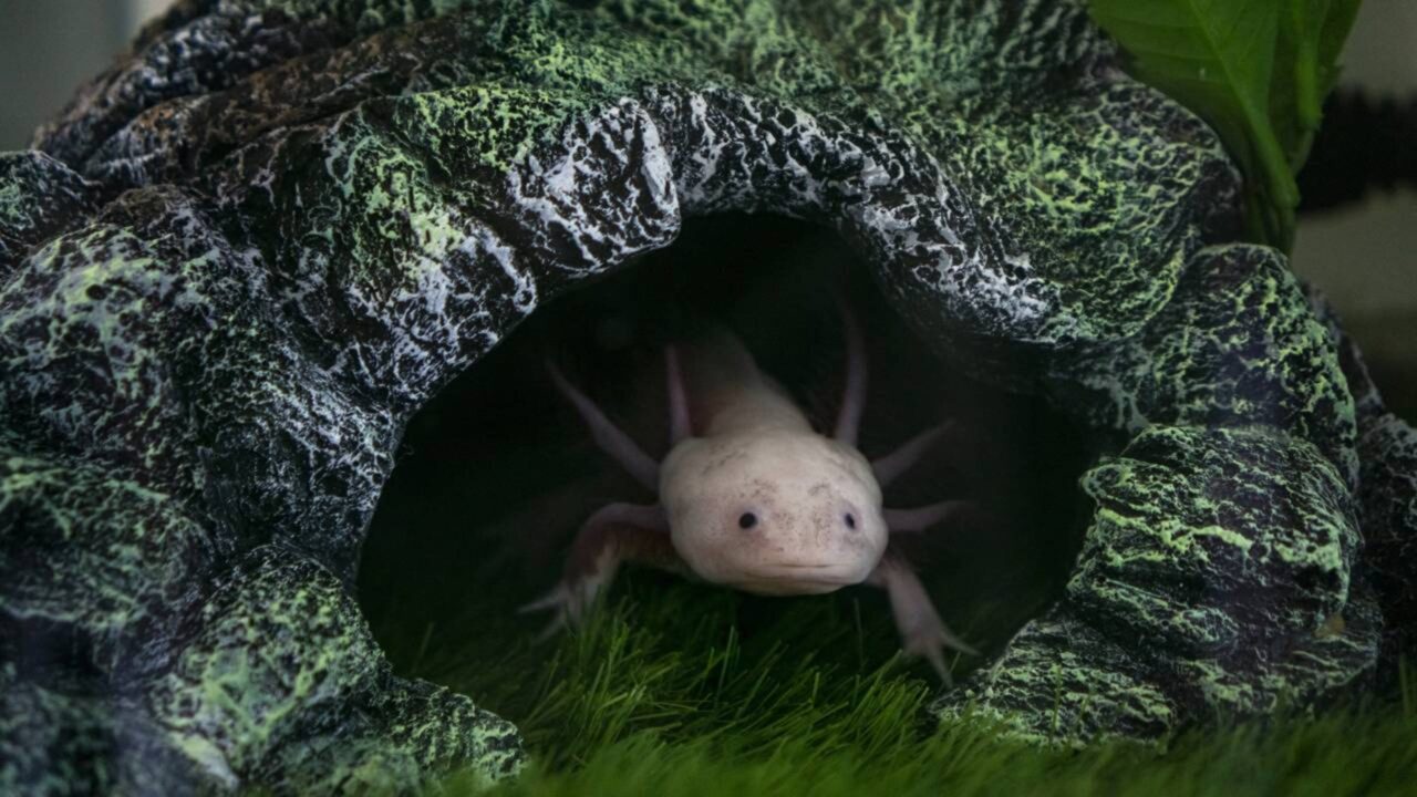 A salamandra mexicana famosa por regenerar membros inteiros, faz algo ainda mais extraordinário do que simplesmente cicatrizar ferimentos