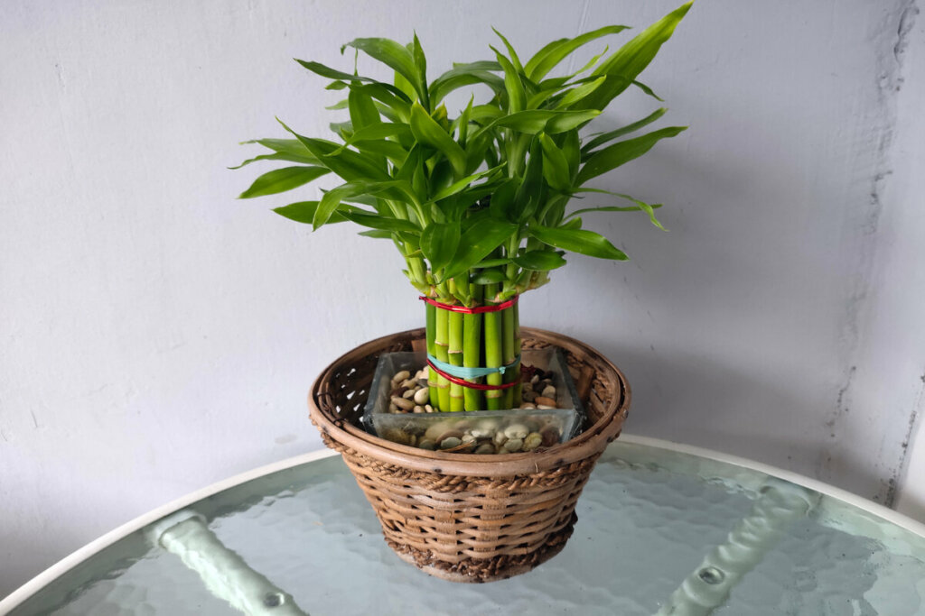 Bambu-da-sorte: saiba como utilizar a planta para atrair boas energias