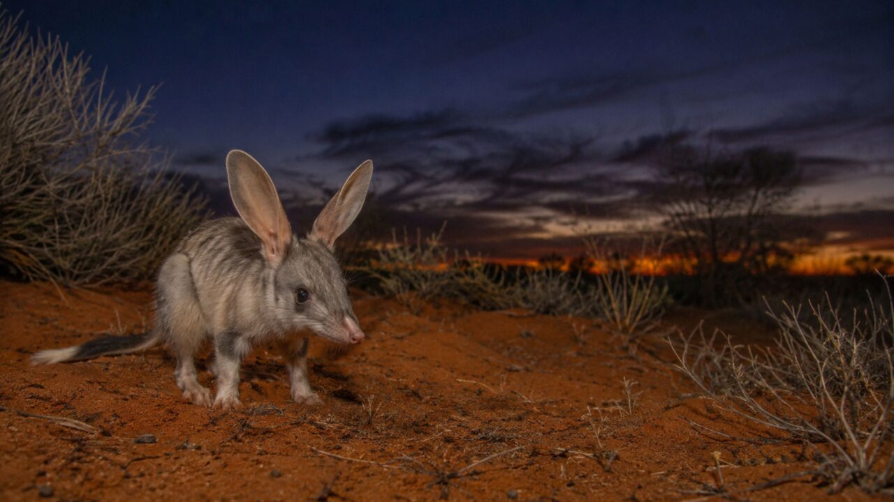 O predador noturno da Austrália que ouve presas escondidas sob a terra e vive quase sem beber água