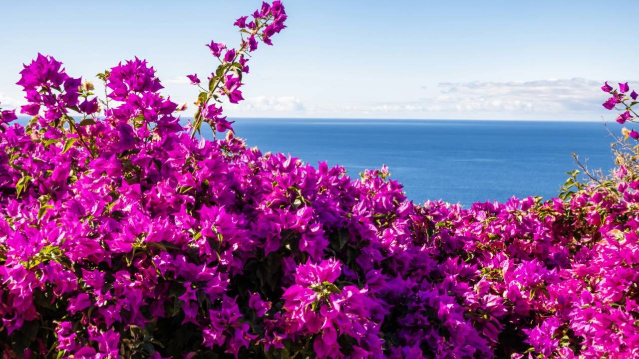 A trepadeira perfeita para sombrear a varanda no verão e florescer o ano inteiro com pouca rega