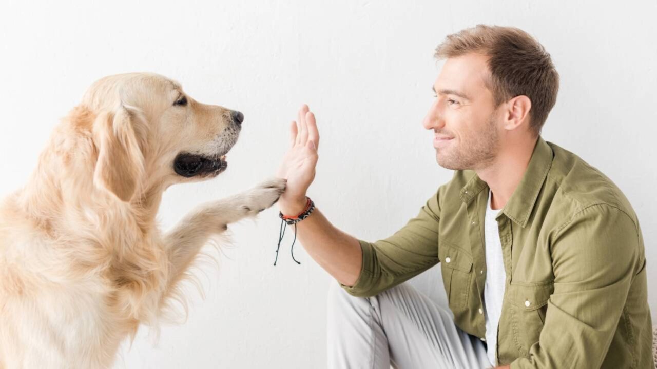 Pesquisadores descobriram que o contato visual entre cães e humanos desencadeia a liberação de ocitocina em ambos, criando um vínculo biológico semelhante ao de mães e filhos