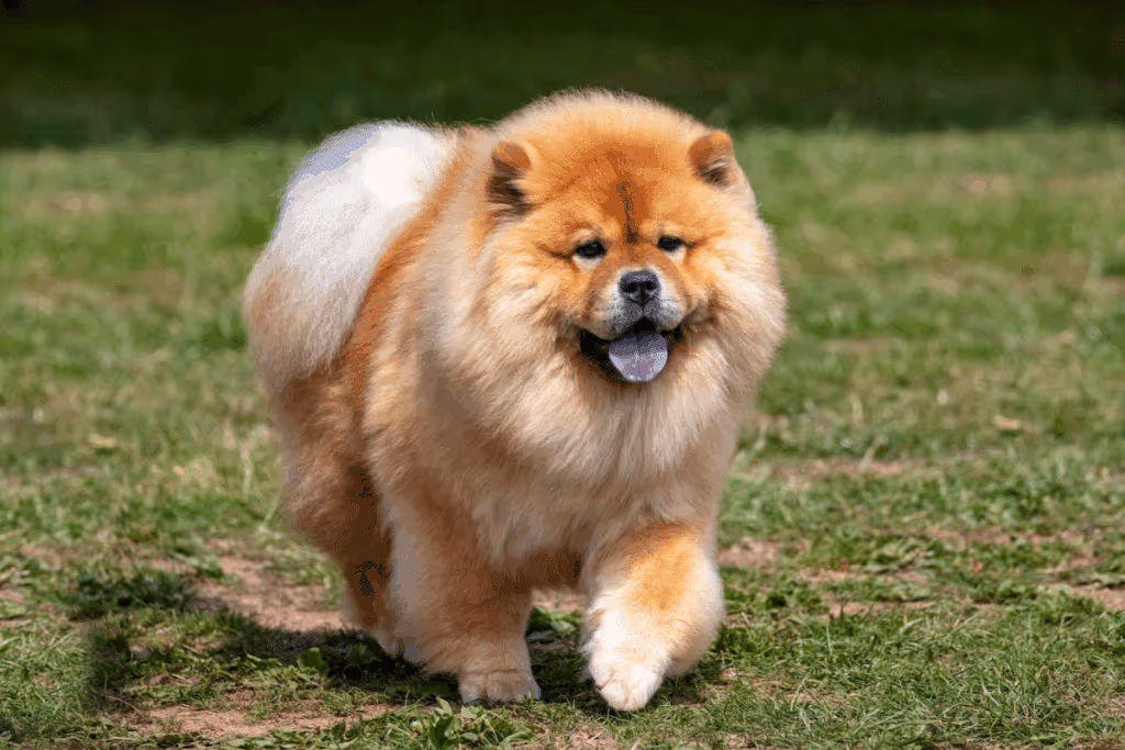 Cachorros chineses: 6 raças originárias da China