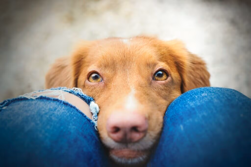 8 dicas para saber se o seu cachorro está saudável 