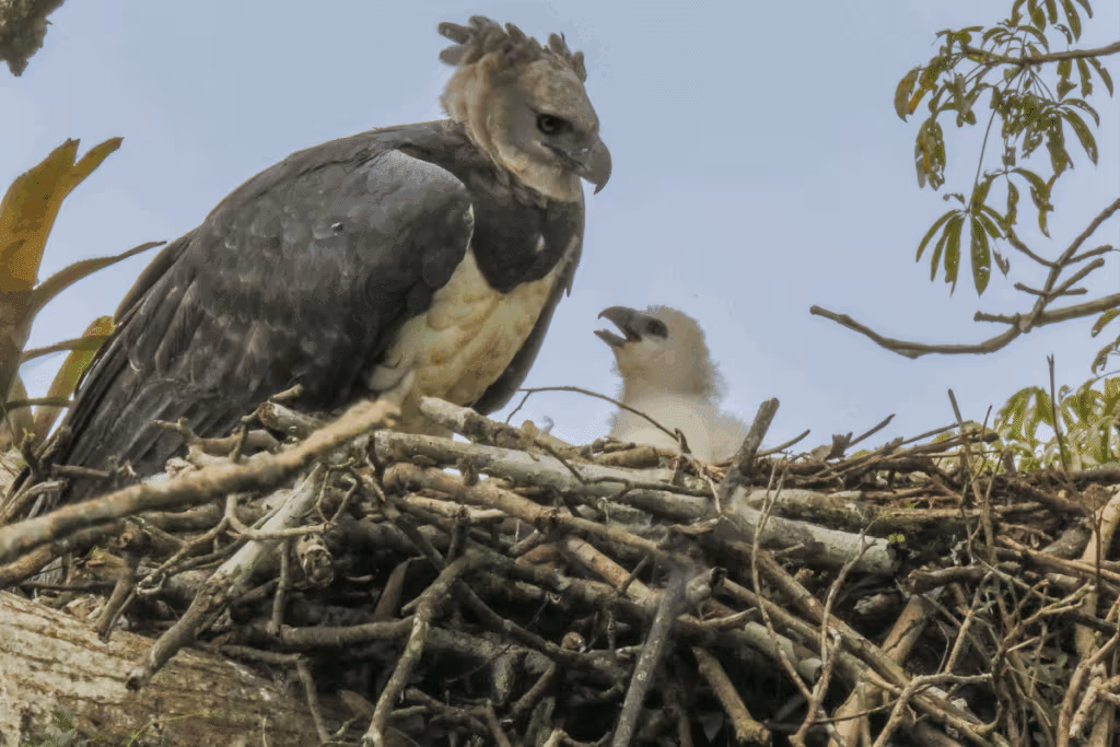 Gavião-real: 8 curiosidades sobre uma das maiores aves de rapina das Américas 