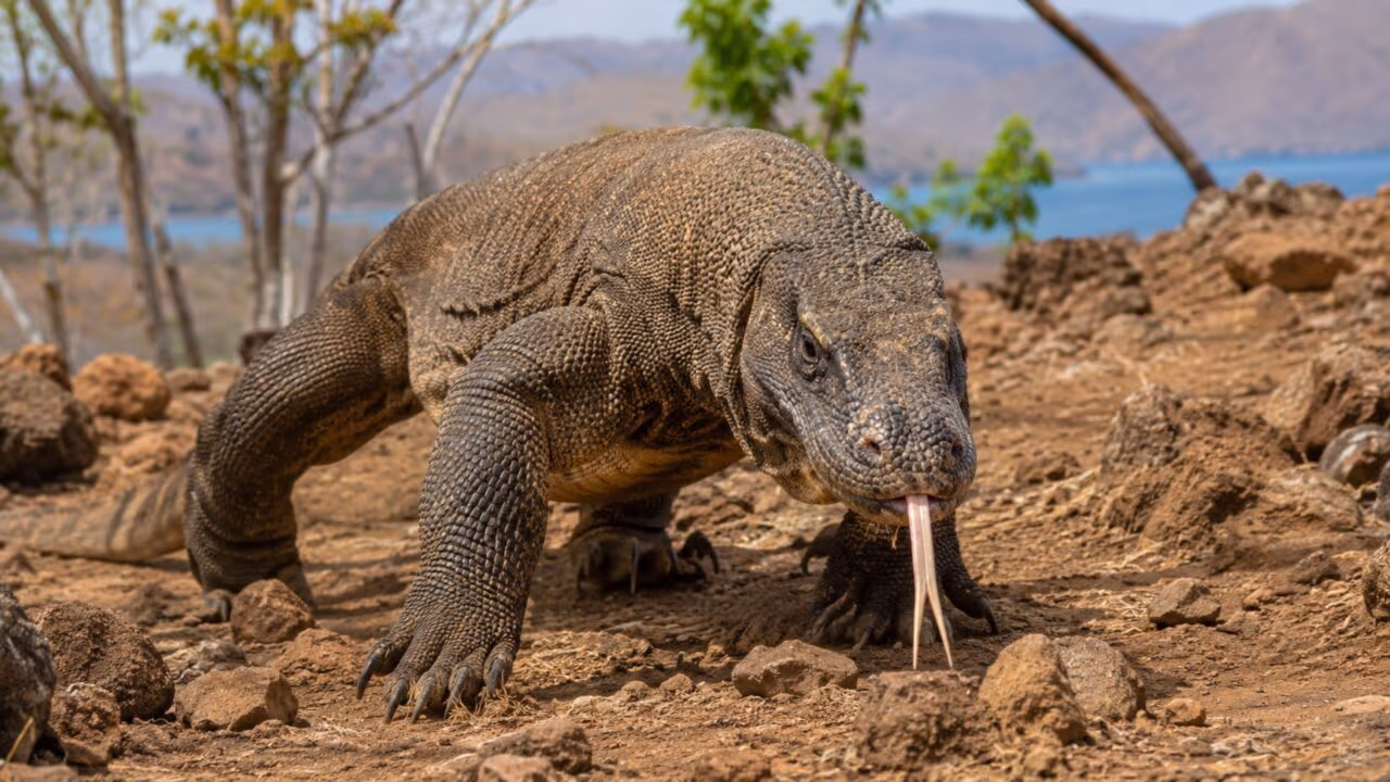 O lagarto gigante com dentes afiados e veneno que consegue enfraquecer presas maiores antes do ataque final