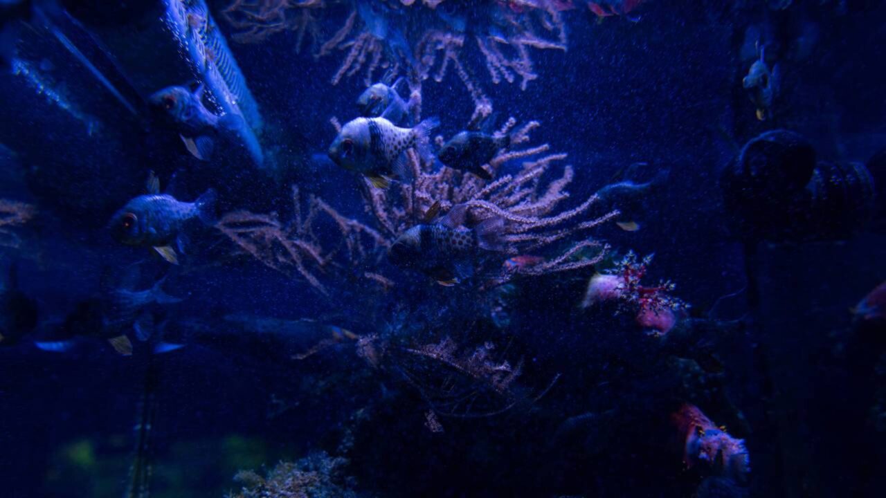 Os seres humanos conhecem melhor a superfície de alguns mundos do Sistema Solar do que o leito da maior parte dos oceanos da Terra