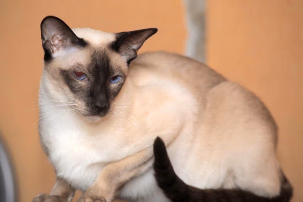 5 raças de gato originárias da Tailândia
