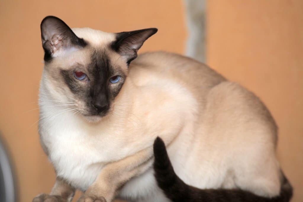 5 raças de gato originárias da Tailândia