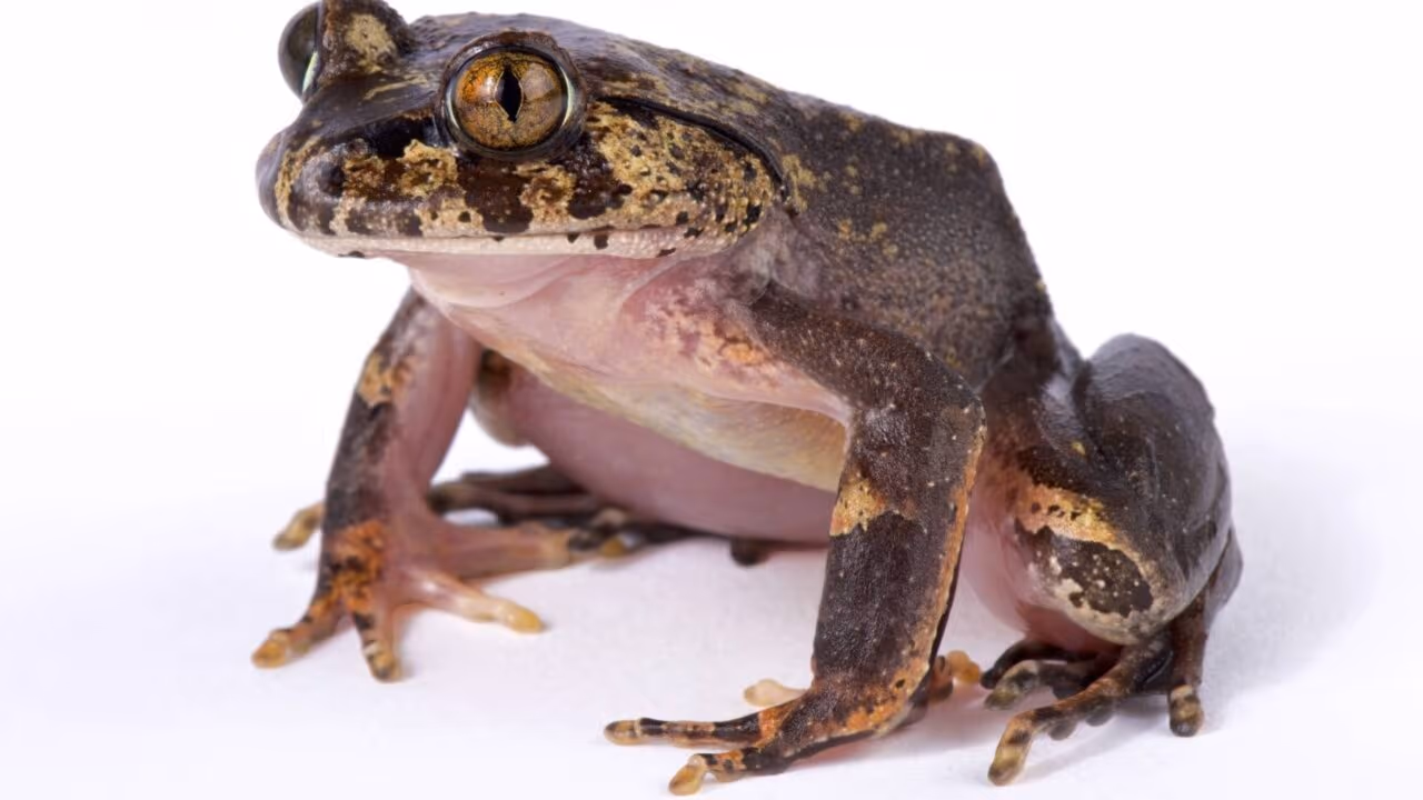 Um sapo da África Central cria garras ao perfurar a própria pele com os ossos dos dedos dos pés, uma estratégia de defesa que surpreendeu os biólogos