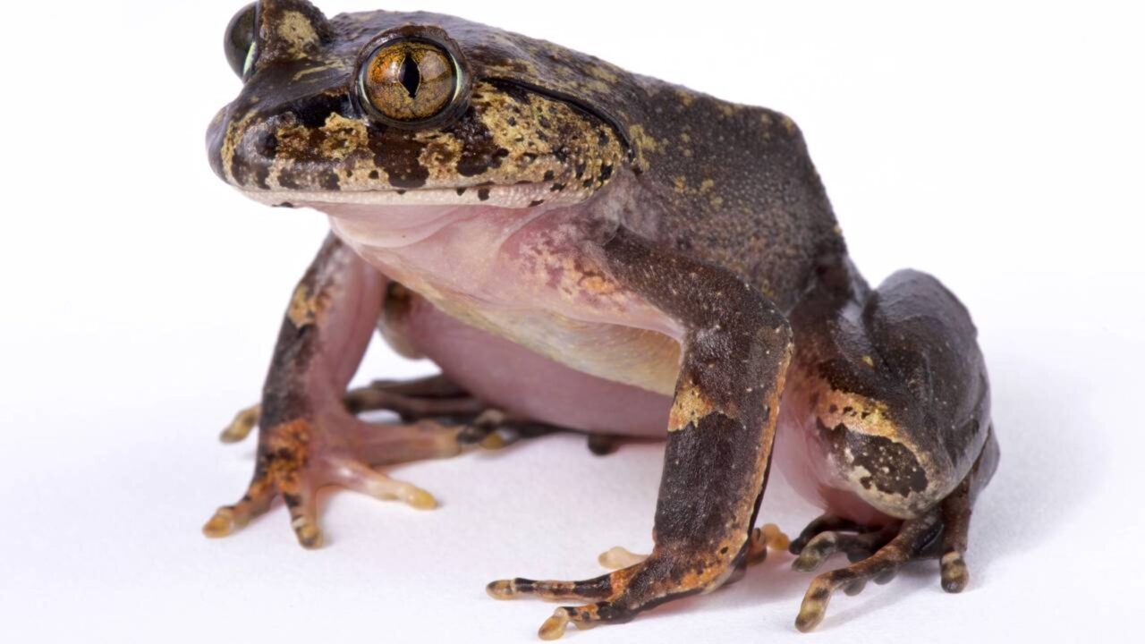 Um sapo da África Central cria garras ao perfurar a própria pele com os ossos dos dedos dos pés, uma estratégia de defesa que surpreendeu os biólogos