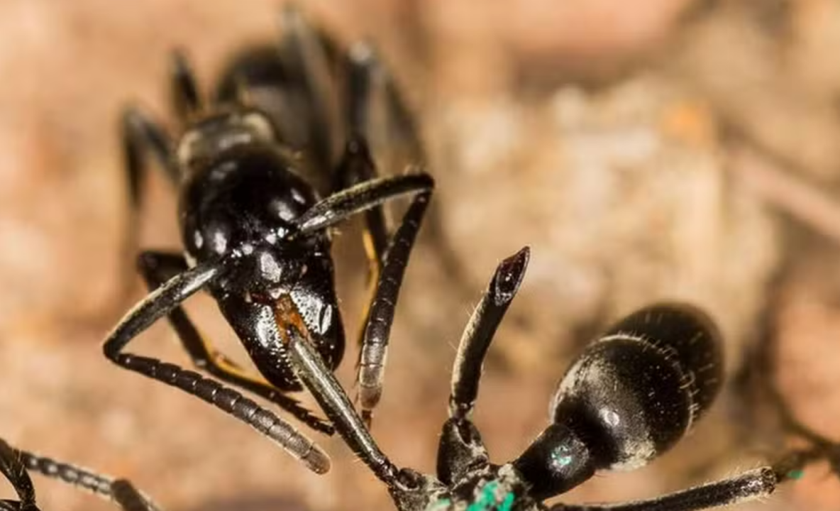 Comércio de formigas raras preocupa autoridades europeias